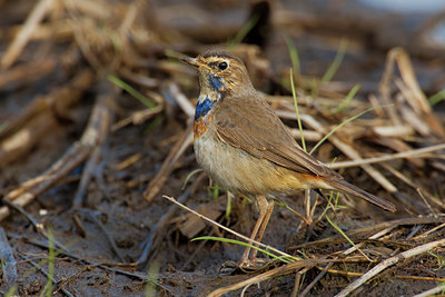 BUITEN BEELD Foto: 69902