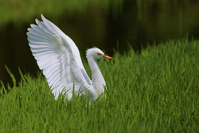 BUITEN BEELD Foto: 69908