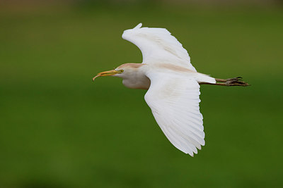 BUITEN BEELD Foto: 69914