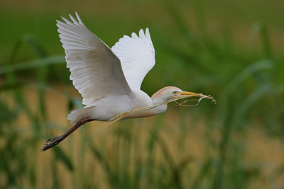 BUITEN BEELD Foto: 69922