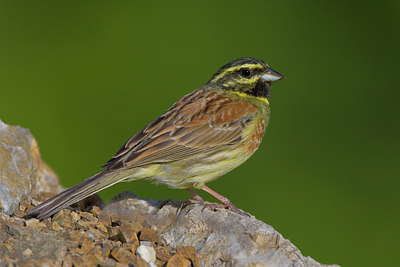 BUITEN BEELD Foto: 69930