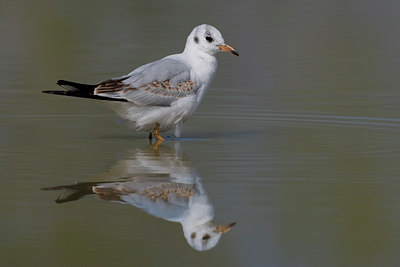 BUITEN BEELD Foto: 69935