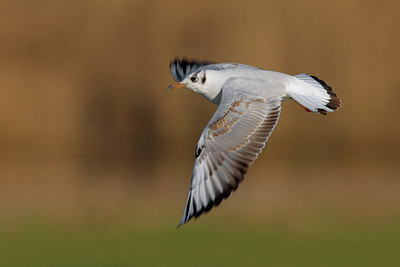 BUITEN BEELD Foto: 69945