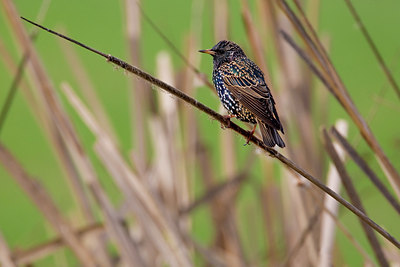 BUITEN BEELD Foto: 70001