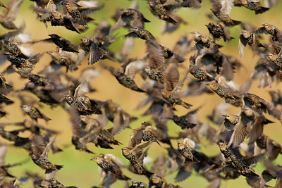 BUITEN BEELD Foto: 70009