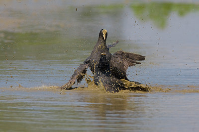 BUITEN BEELD Foto: 70045