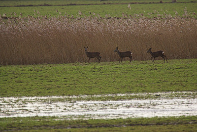 BUITEN BEELD Foto: 70058