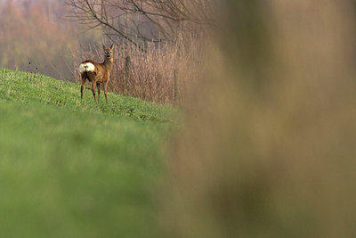BUITEN BEELD Foto: 70062