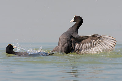 BUITEN BEELD Foto: 70096