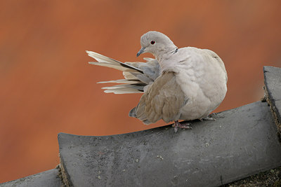 BUITEN BEELD Foto: 70134