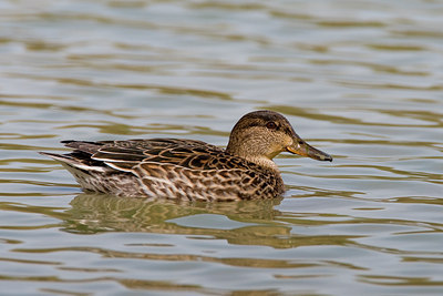 BUITEN BEELD Foto: 70164