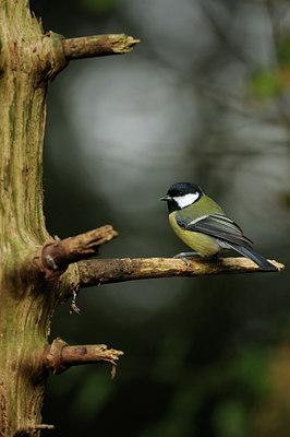 BUITEN BEELD Foto: 70221