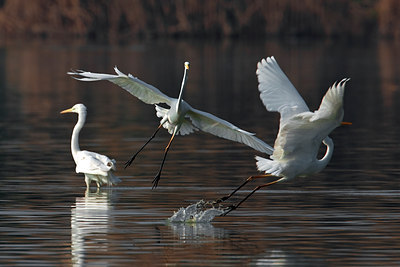 BUITEN BEELD Foto: 70230