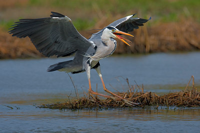 BUITEN BEELD Foto: 70256