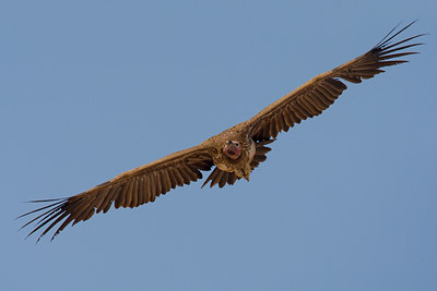 BUITEN BEELD Foto: 70295