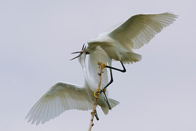 BUITEN BEELD Foto: 70312