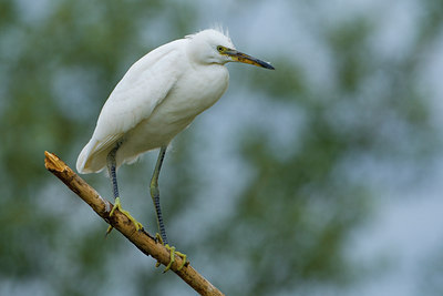 BUITEN BEELD Foto: 70320