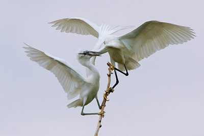 BUITEN BEELD Foto: 70329