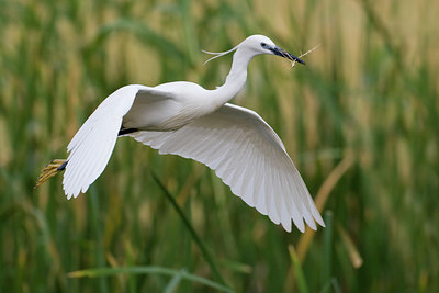 BUITEN BEELD Foto: 70333