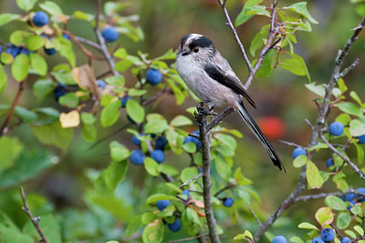 BUITEN BEELD Foto: 70352