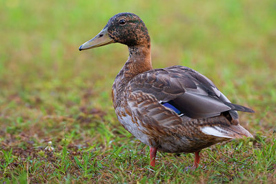 BUITEN BEELD Foto: 70353