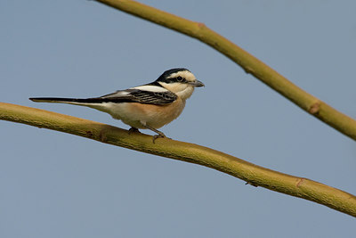 BUITEN BEELD Foto: 70370