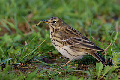 BUITEN BEELD Foto: 70372