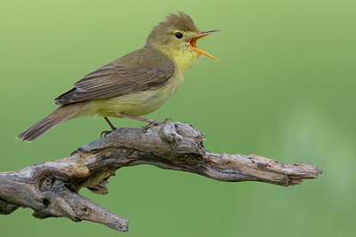 BUITEN BEELD Foto: 70384