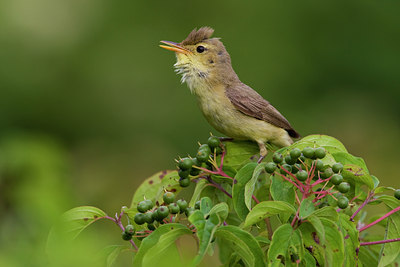BUITEN BEELD Foto: 70387