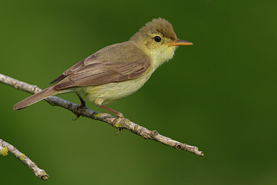 BUITEN BEELD Foto: 70388