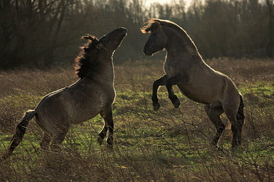 BUITEN BEELD Foto: 70395
