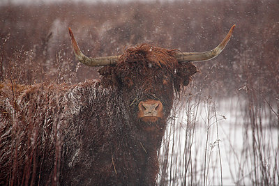 BUITEN BEELD Foto: 70415
