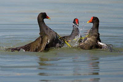 BUITEN BEELD Foto: 70455