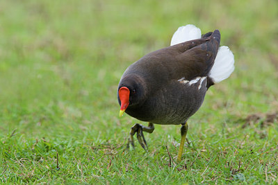 BUITEN BEELD Foto: 70462