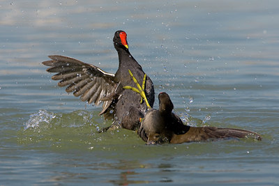 BUITEN BEELD Foto: 70464