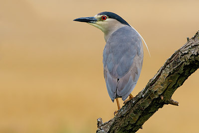 BUITEN BEELD Foto: 70491