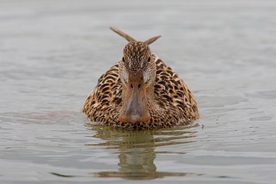 BUITEN BEELD Foto: 70522