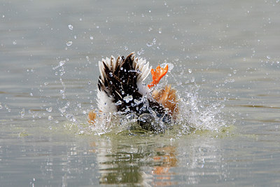 BUITEN BEELD Foto: 70529
