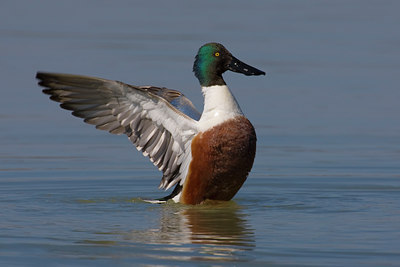 BUITEN BEELD Foto: 70531