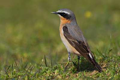 BUITEN BEELD Foto: 70539