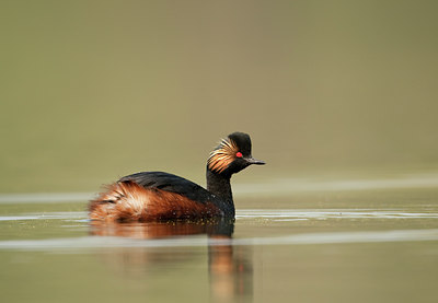 BUITEN BEELD Foto: 70547