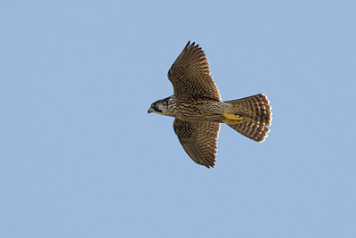 BUITEN BEELD Foto: 70572