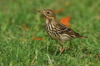 BUITEN BEELD Foto: 70584