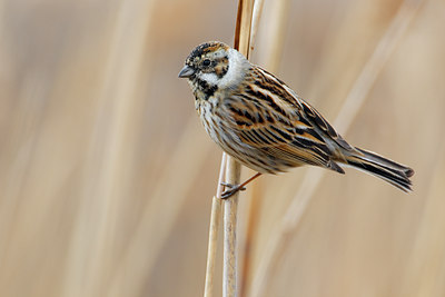 BUITEN BEELD Foto: 70585