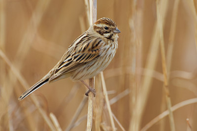 BUITEN BEELD Foto: 70586