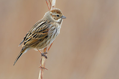 BUITEN BEELD Foto: 70587