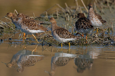BUITEN BEELD Foto: 70596