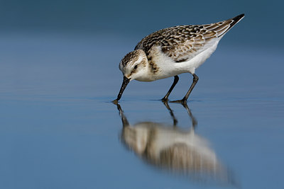 BUITEN BEELD Foto: 70613