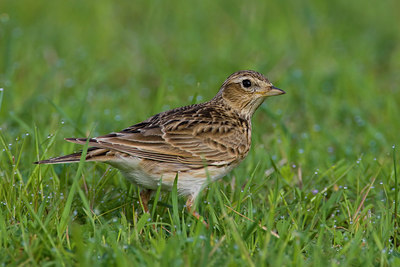 BUITEN BEELD Foto: 70631