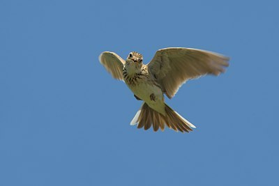 BUITEN BEELD Foto: 70636